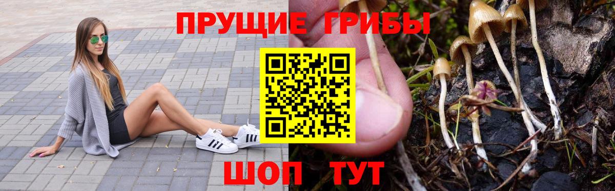 Гурьевск  Галлюциногенные грибы GOLDEN TEACHER  где можно купить наркотик  Вход с VPN 